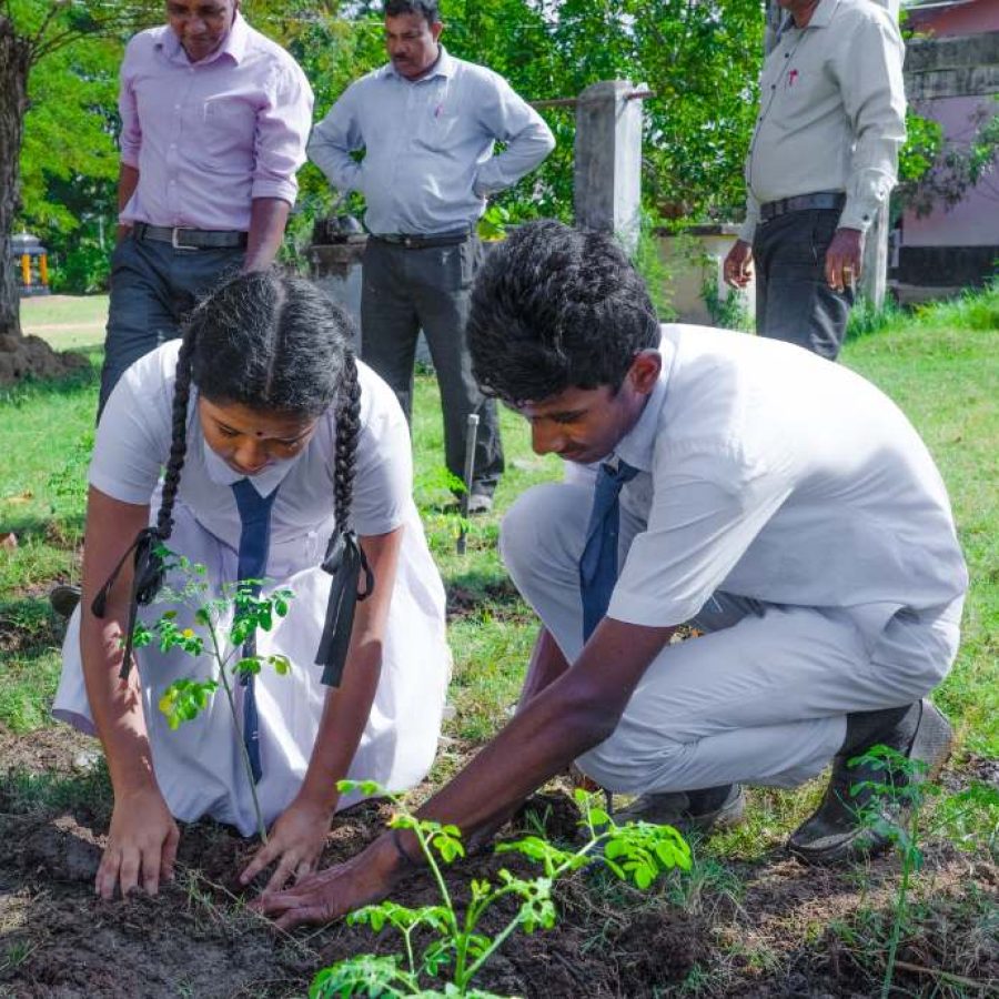 moringa-growing moringa-growing